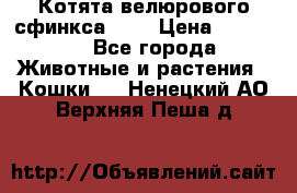 Котята велюрового сфинкса. .. › Цена ­ 15 000 - Все города Животные и растения » Кошки   . Ненецкий АО,Верхняя Пеша д.